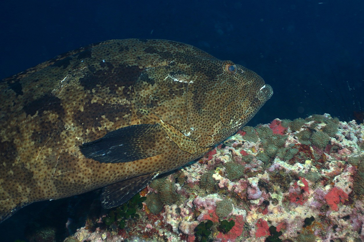 Thailand 2015 - Ko Tao - Merou Marron - Epinephelus fuscoguttatus _IMG_3703_rc.jpg